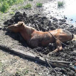 В воскресенье в Петриковском районе спасатели достали из грязи лошадь 