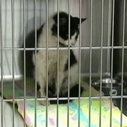 Хозяин отказался от восставшего из могилы кота