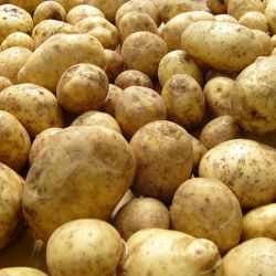 Картошки и капусты гомельчанам точно хватит