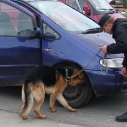 В Гомеле провели тотальную проверку автомобилистов