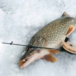 В Лельчицком районе браконьеры нарыбачили на 50 базовых