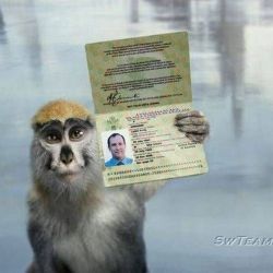 За несколько дней в Гомельской области выявили 340 нелегалов, 33 депортированы