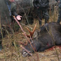 Останки убитого лося нашли во дворе жителя Ельского района