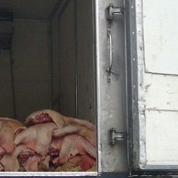 Грузовик с пятью тоннами мяса не доехал до конца маршрута