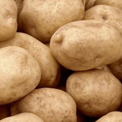 На Гомельщине завершилась массовая уборка картофеля