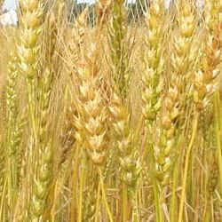 Хозяйства области начали продавать зерно