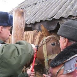 В Октябрьском районе спасатели сняли «мертвую петлю» с лошади
