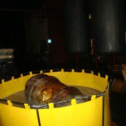 В Гомеле уничтожат гнезда жалоносных насекомых