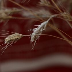 Сімволіка жыта ў традыцыйнай культуры беларусаў