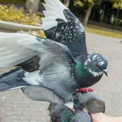 Неадекватные голуби нападают на гомельчан