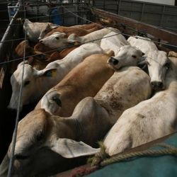 В Чечерском районе задержали россиянина, который незаконно пытался провезти 27 коров почти на 150 миллионов рублей