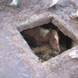В Добрушском районе из-под земли вытащили лошадь (фото)