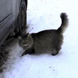 Бездомная кошка Машка спасла двухмесячного подкидыша