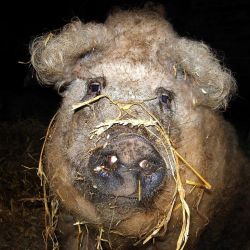 В Буда-Кошелевском районе задержали преступников, промышляющих кражей свиней с госпредприятия