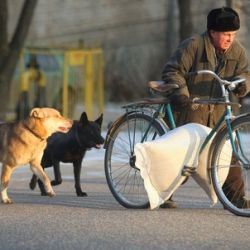 В Калинковичском районе вор на велосипеде перевозил 3 мешка краденого комбикорма