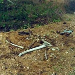 В Рогачевском районе найдены останки советского офицера из штрафного батальона времен Великой Отечественной войны