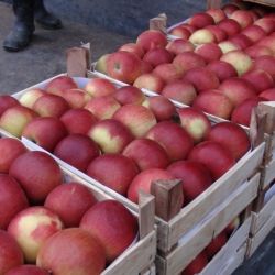 В Добрушском районе «арестованы» овощи-фрукты почти на 250 миллионов рублей